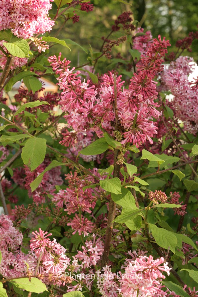 Syringa ‚Miss Canada‘