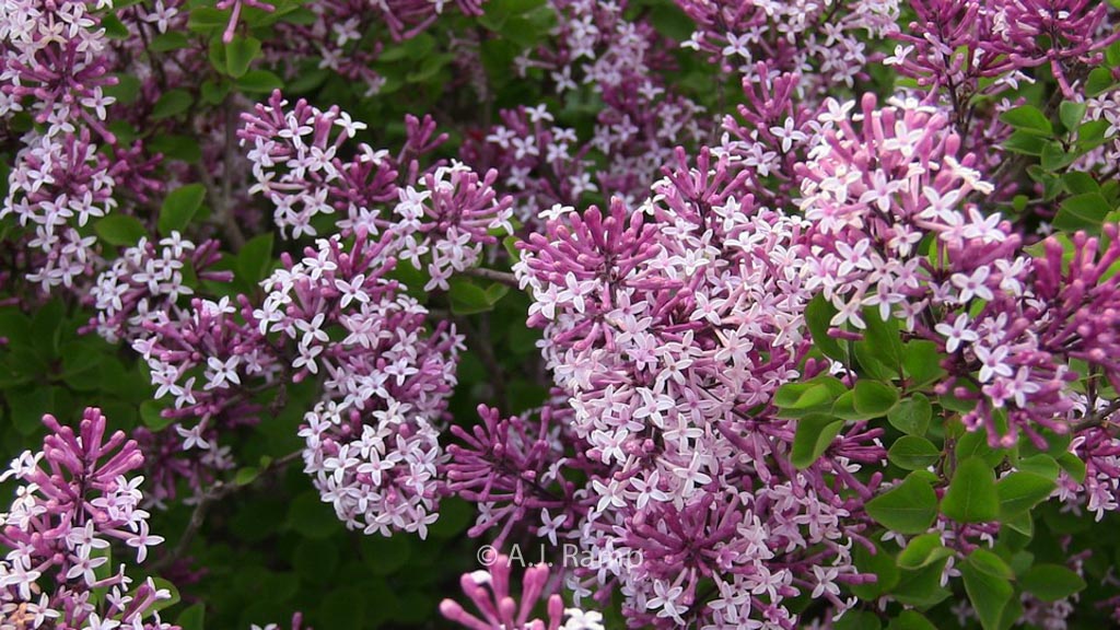 Syringa ‚Red Pixie‘