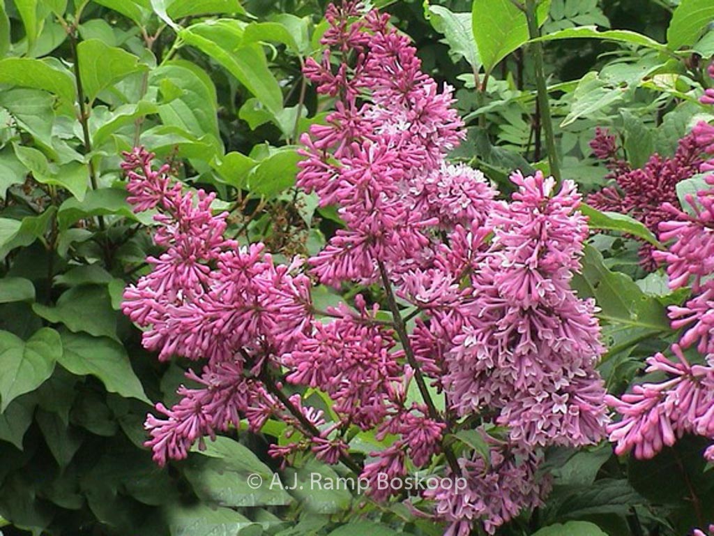 Syringa ‚Redwine‘