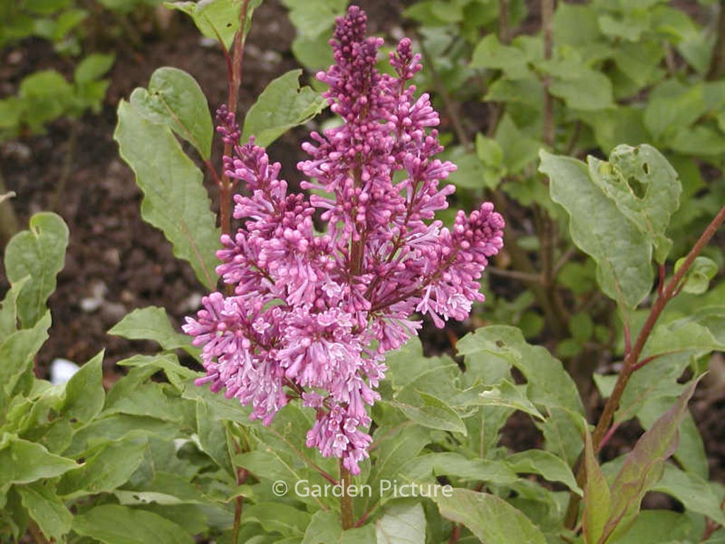 Syringa ‚Royalty‘