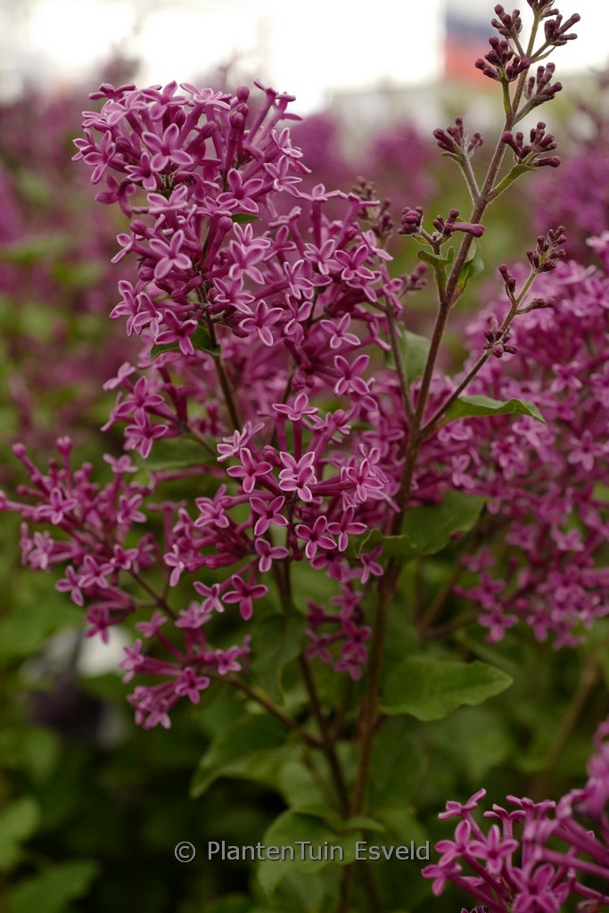 Syringa ‚SMSJPB7‘ (BLOOMERANG DARK PURPLE)