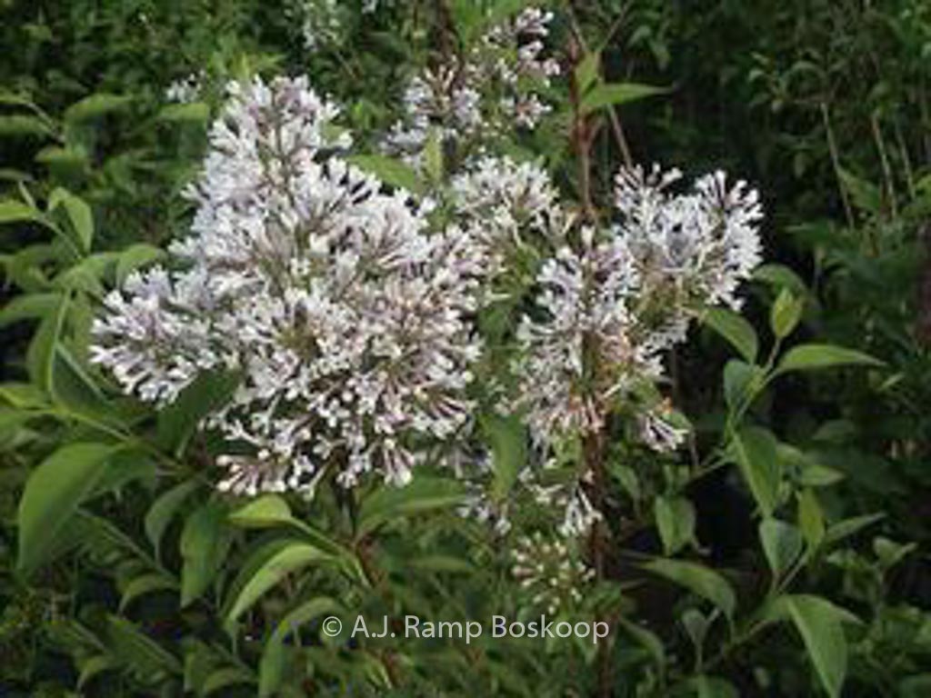 Syringa chinensis ‚Alba‘