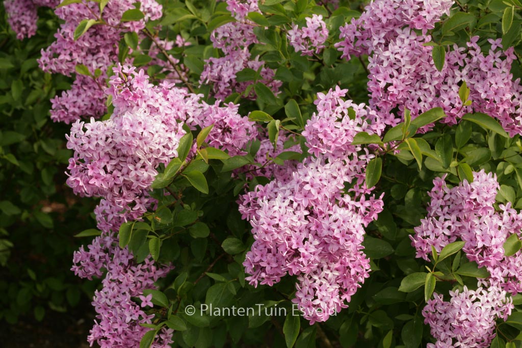 Syringa chinensis ‚Amigo‘