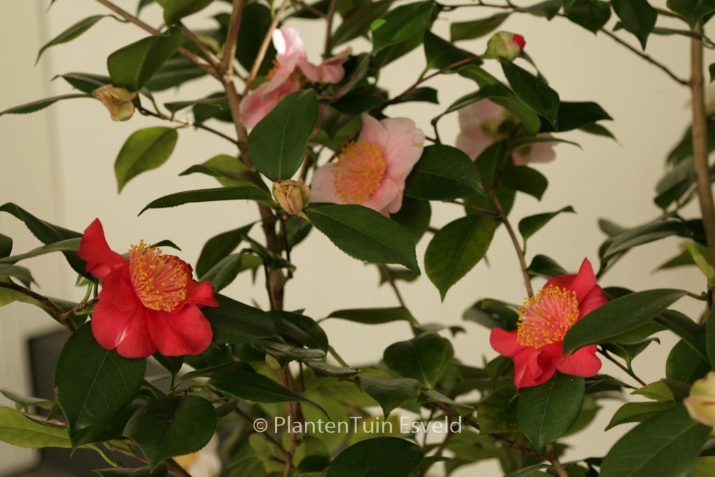 Syringa chinensis ‚Duplex‘