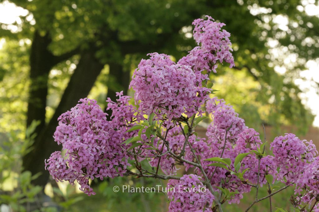 Syringa chinensis ‚Saugeana‘