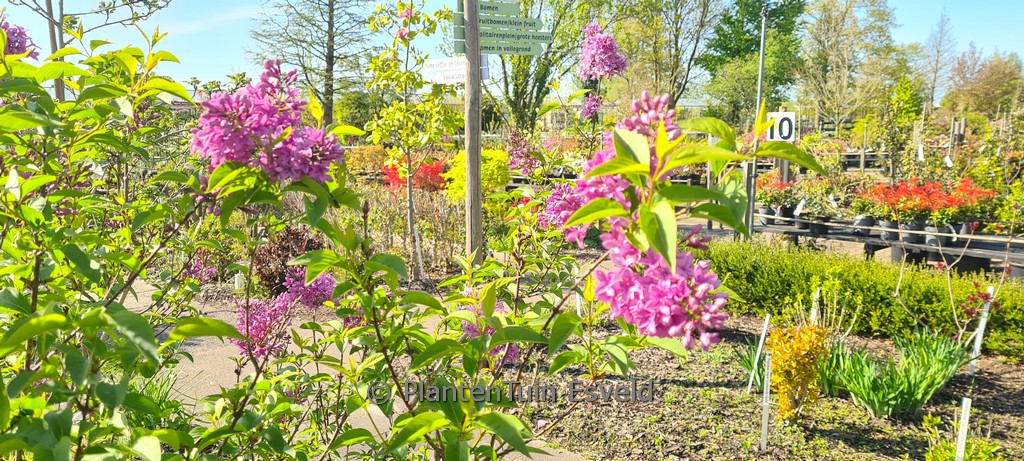 Syringa diversifolia ‚Inez‘