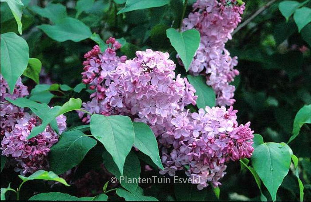 Syringa hyacinthiflora ‚Esther Staley‘