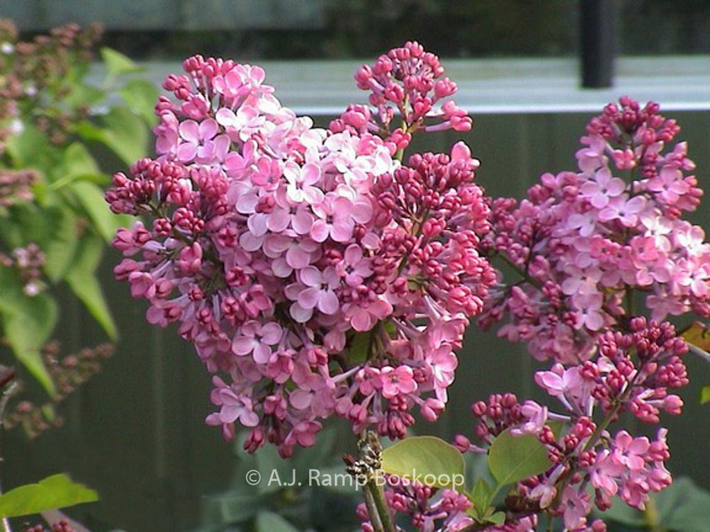 Syringa hyacinthiflora ‚Maiden’s Blush‘