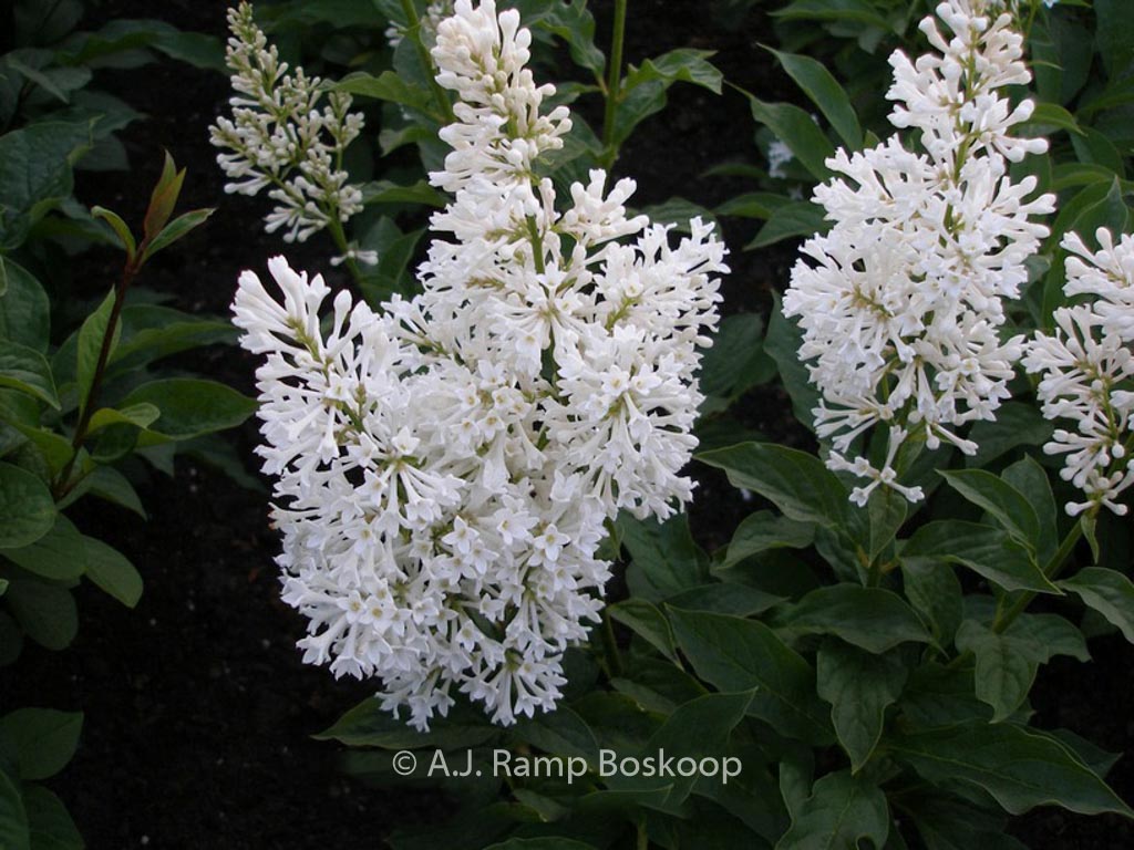 Syringa josikaea ‚Holger‘