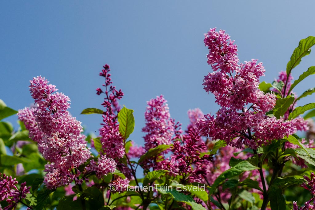 Syringa josikaea ‚Red Holger‘