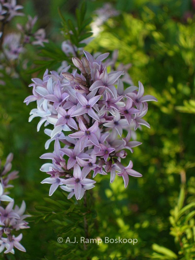 Syringa laciniata