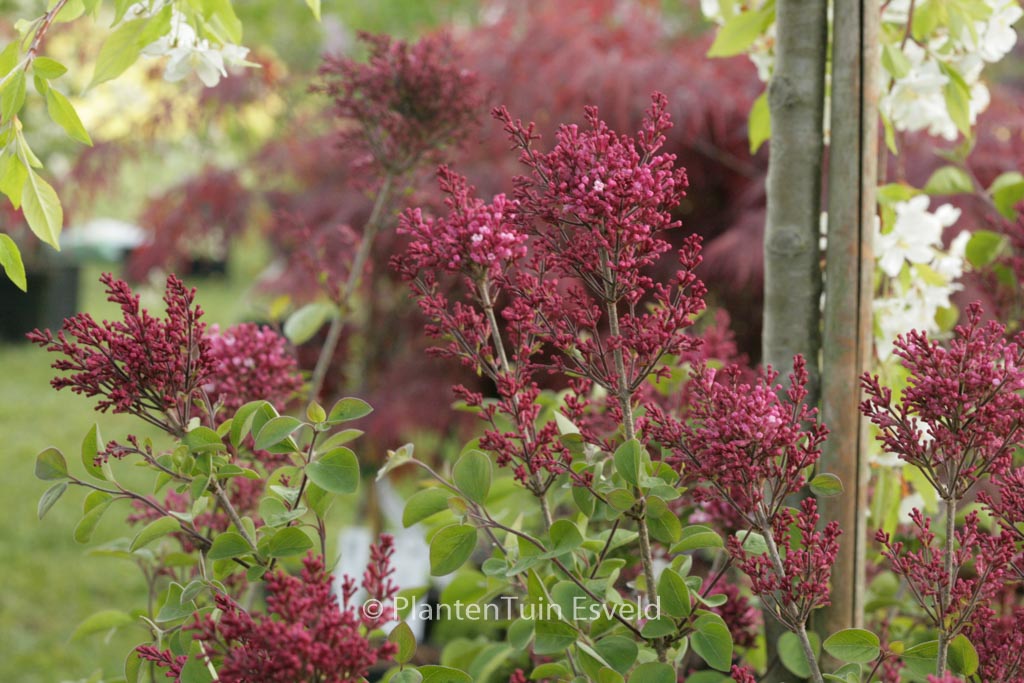 Syringa meyeri ‚Bailbelle‘ (TINKERBELLE)