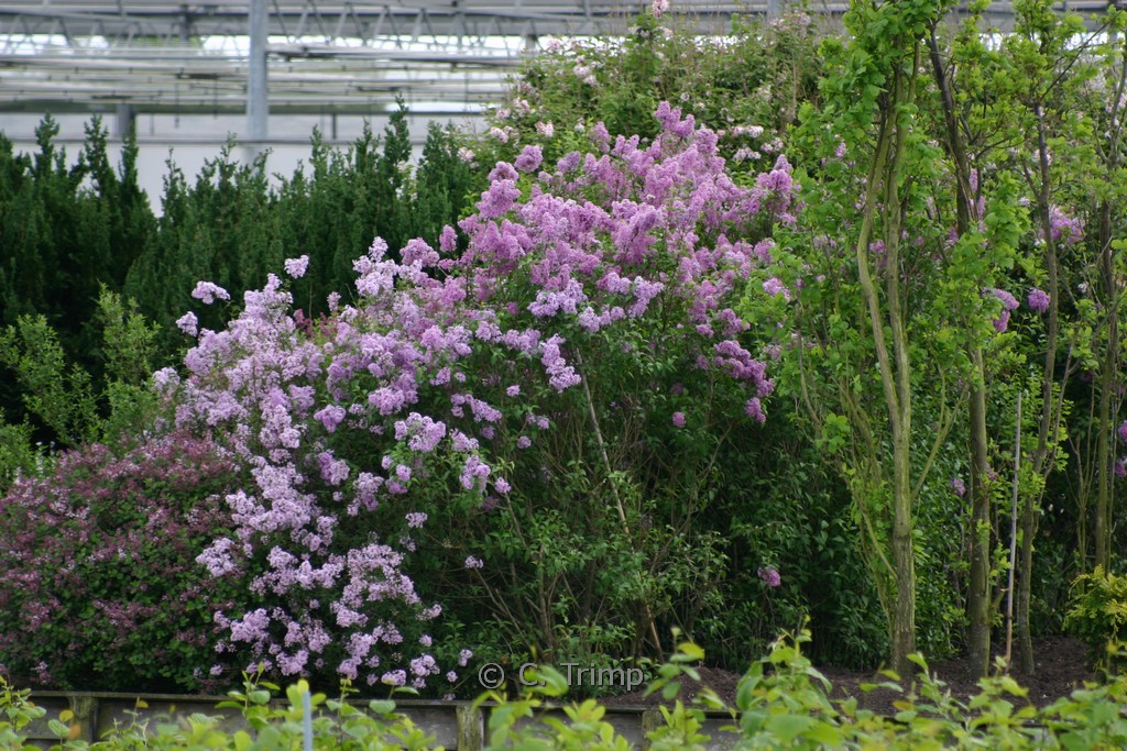 Syringa meyeri ‚Palibin‘