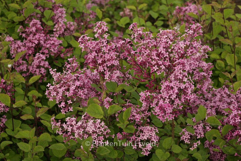 Syringa meyeri ‚Pink Perfume‘ (BLOOMERANG)