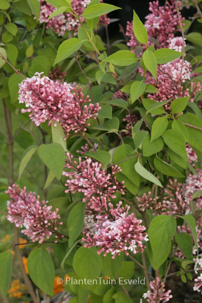 Syringa microphylla ‚Superba‘