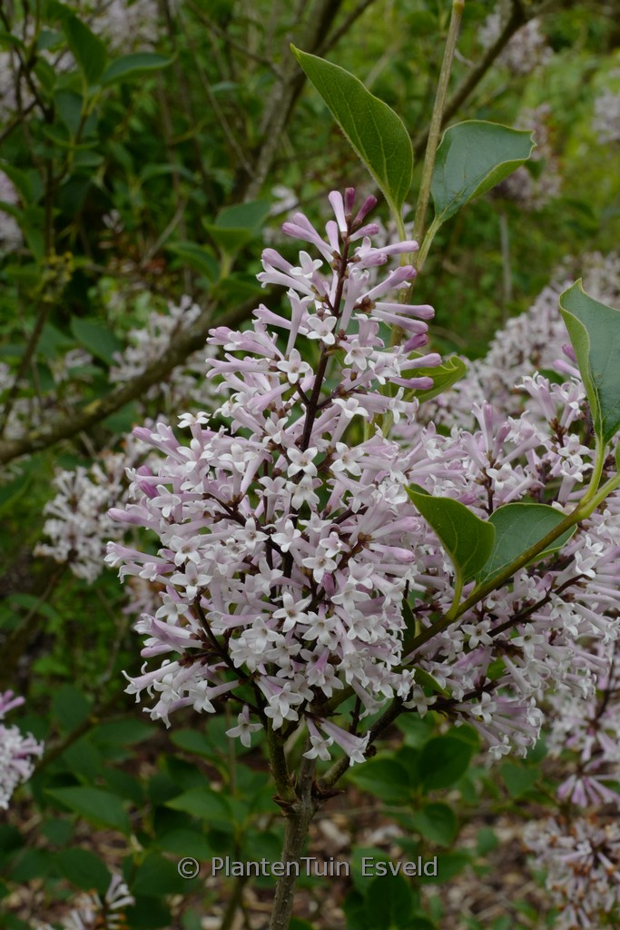 Syringa patula ‚De Belder‘