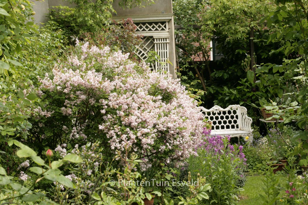 Syringa patula ‚Miss Kim‘