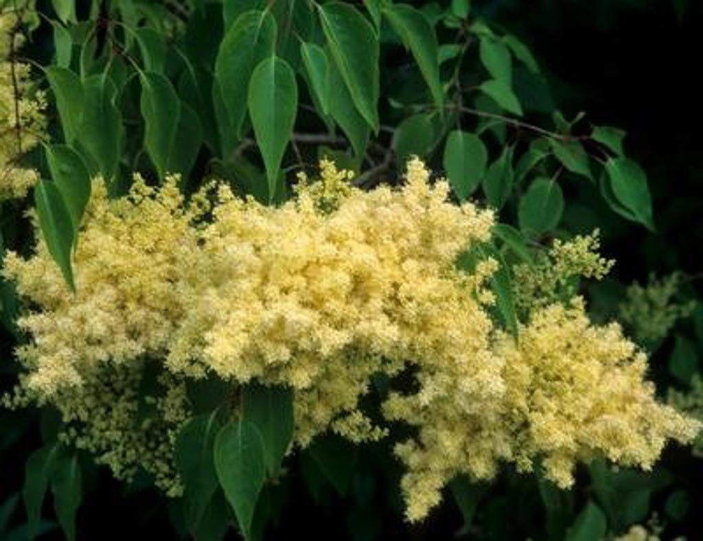 Syringa pekinensis ‚Beijing Gold‘