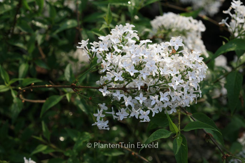 Syringa persica ‚Alba‘