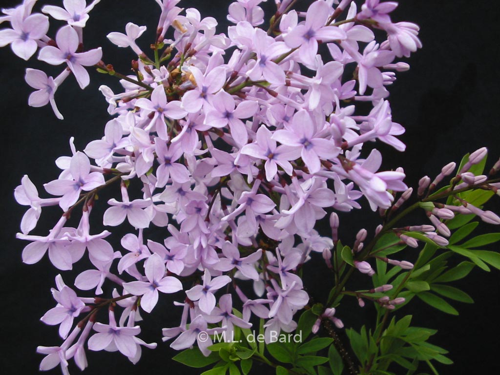 Syringa protolaciniata