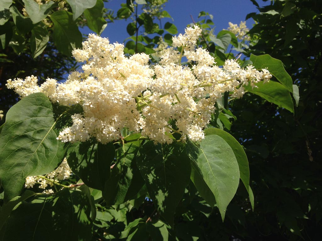 Syringa reticulata ‚City of Toronto‘