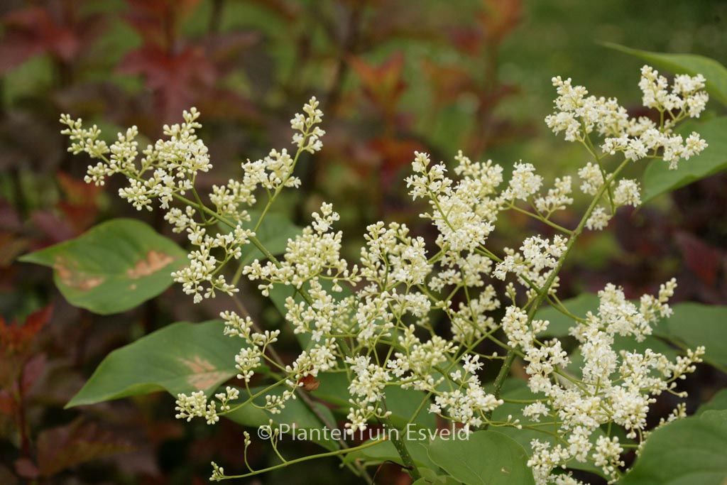 Syringa reticulata ‚Ivory Silk‘