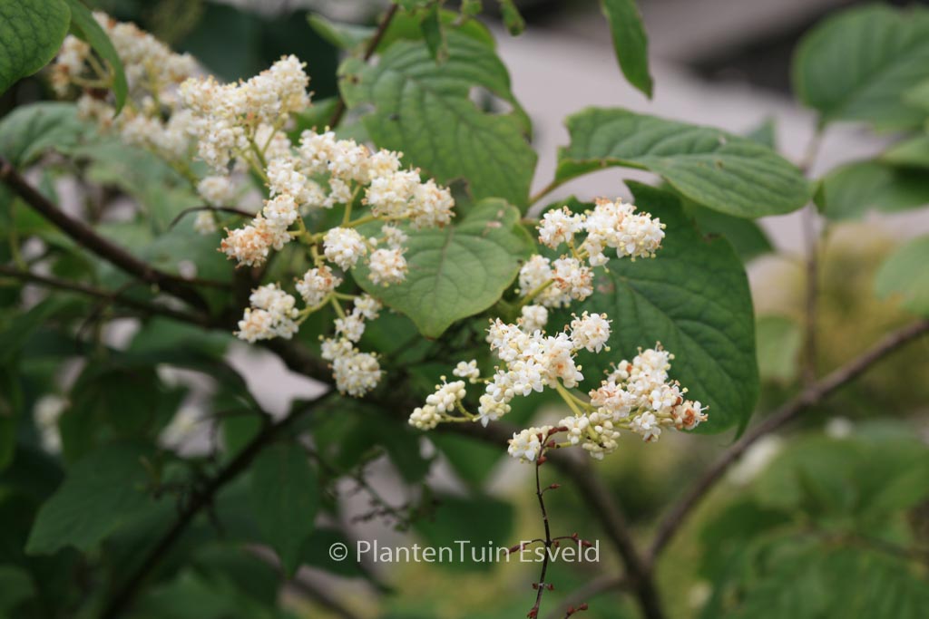 Syringa reticulata ‚Tjeu‘