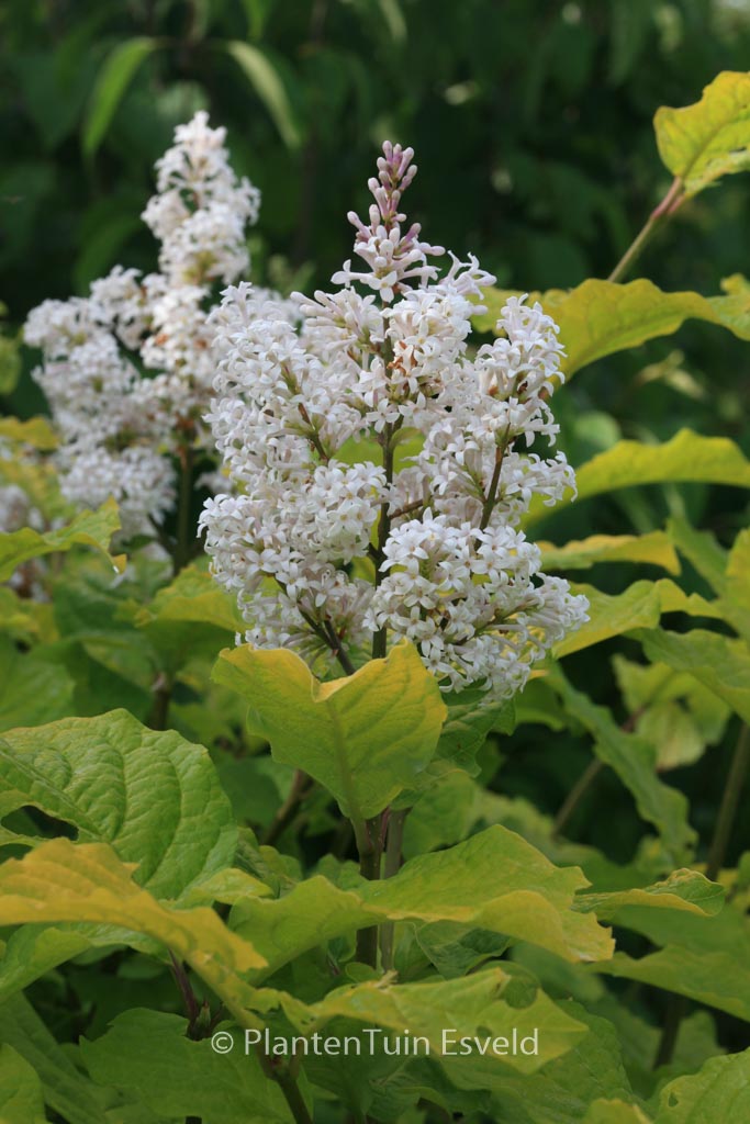 Syringa villosa ‚Aurea‘