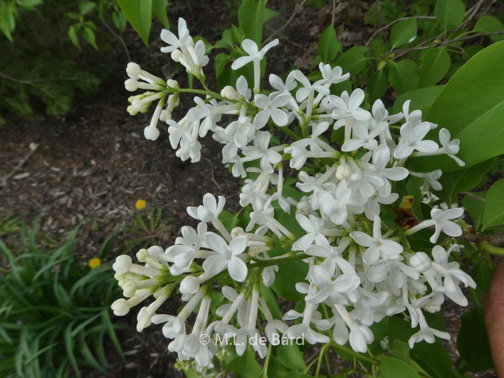 Syringa vulgaris ‚Alba‘