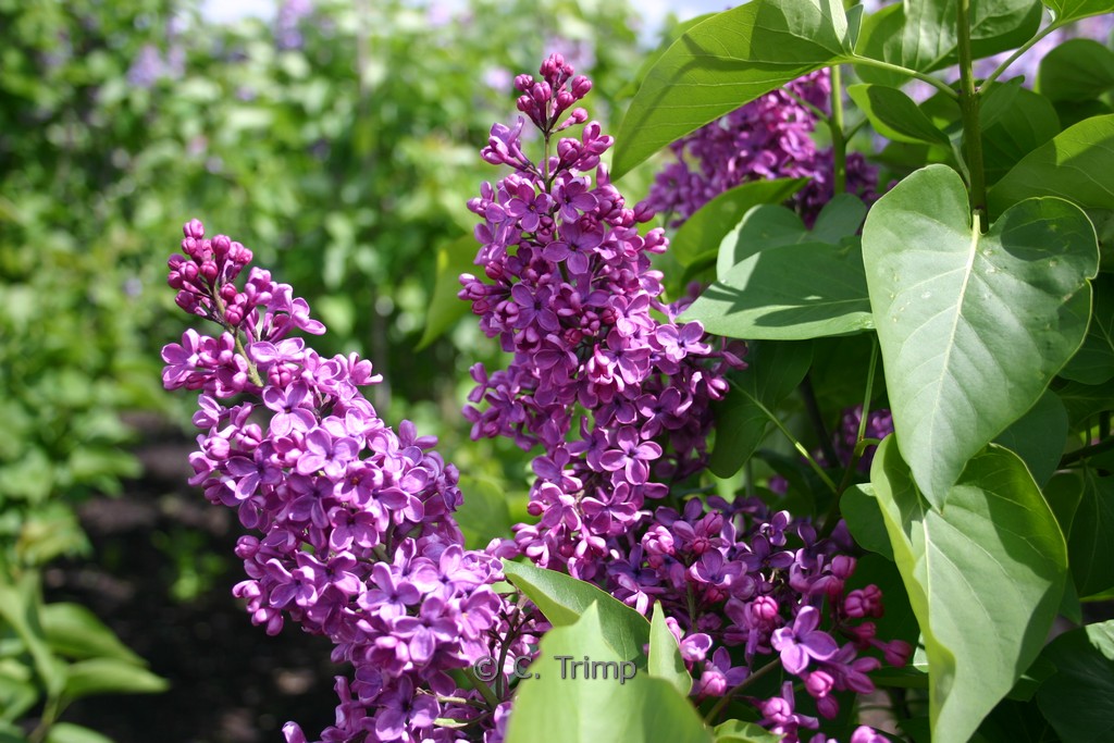 Syringa vulgaris ‚Andenken an Ludwig Späth‘
