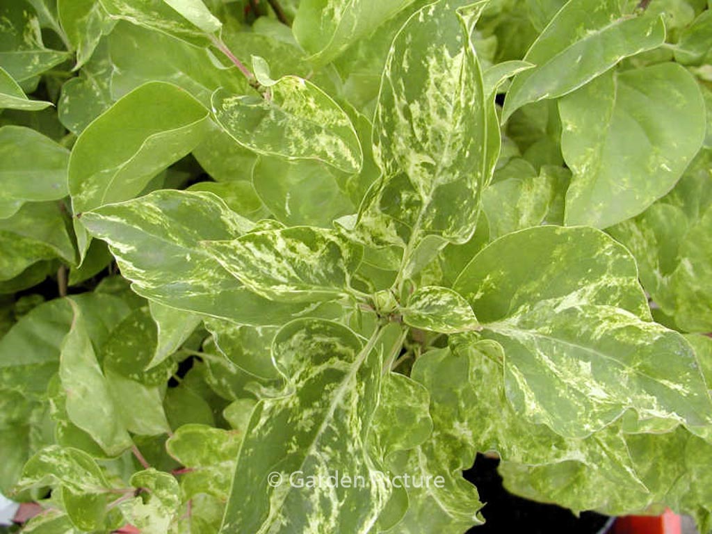 Syringa vulgaris ‚Aucubifolia‘