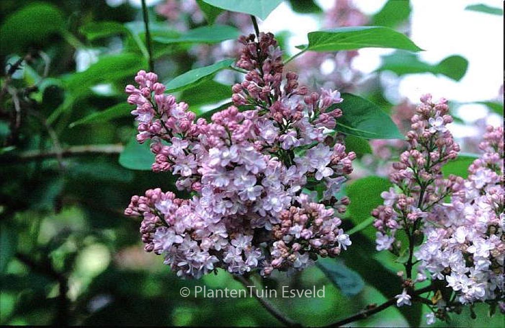 Syringa vulgaris ‚Belle de Nancy‘