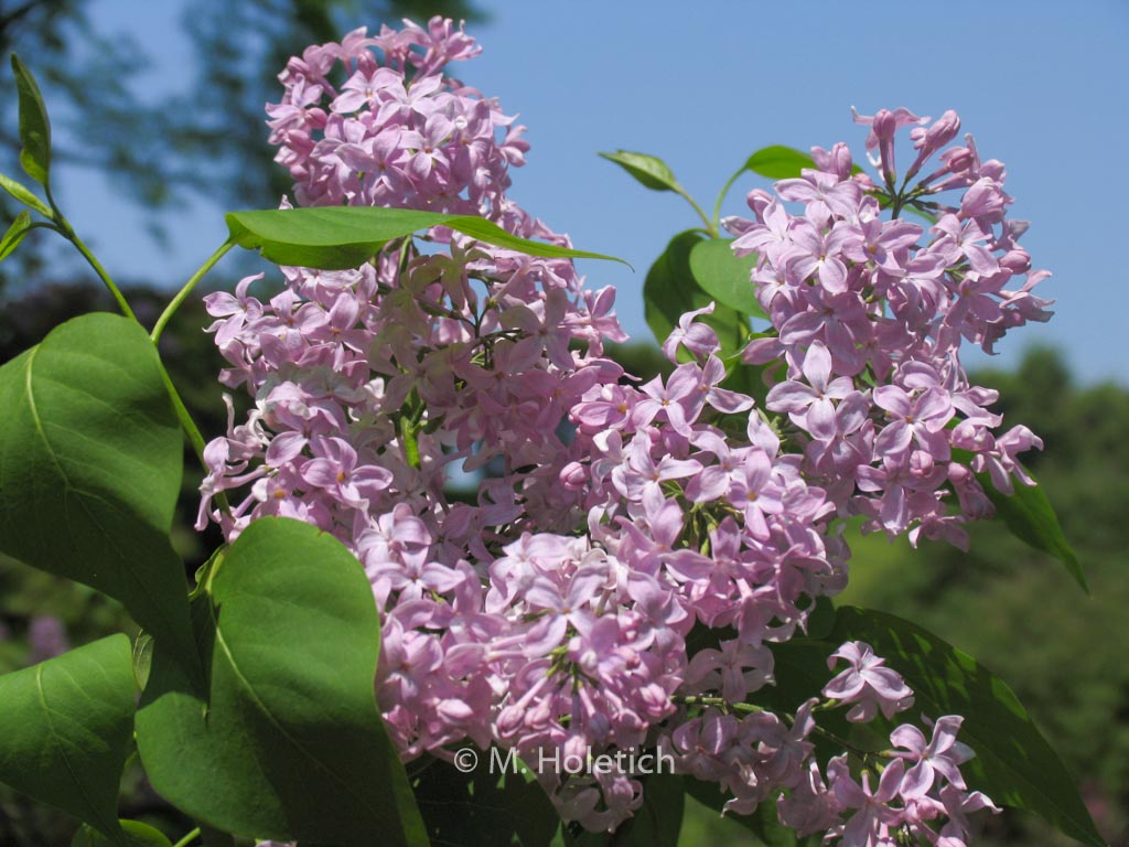 Syringa vulgaris ‚California Rose‘