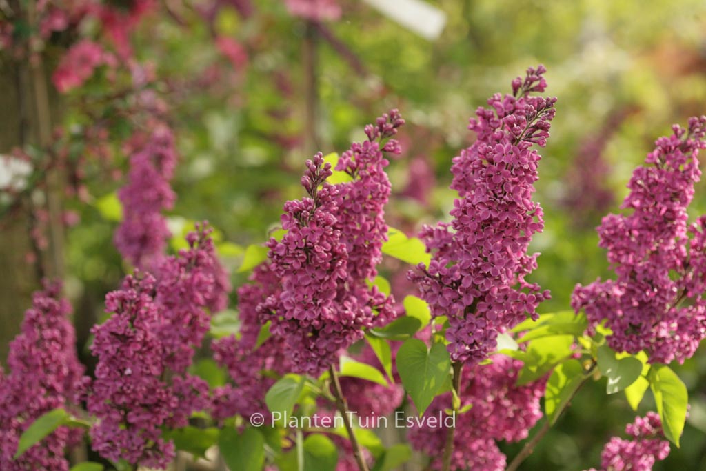 Syringa vulgaris ‚Charles Joly‘