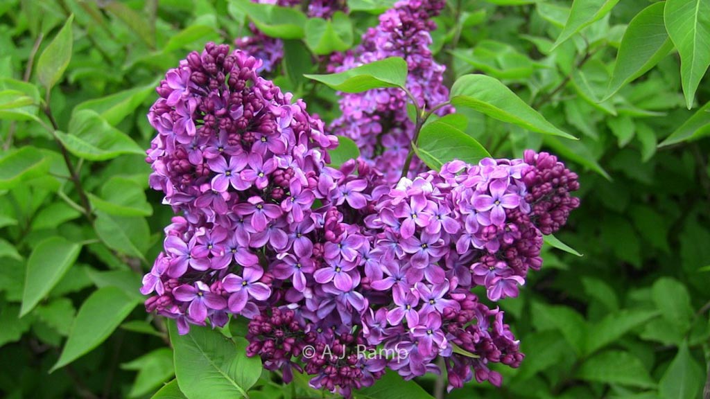Syringa vulgaris ‚Congo‘