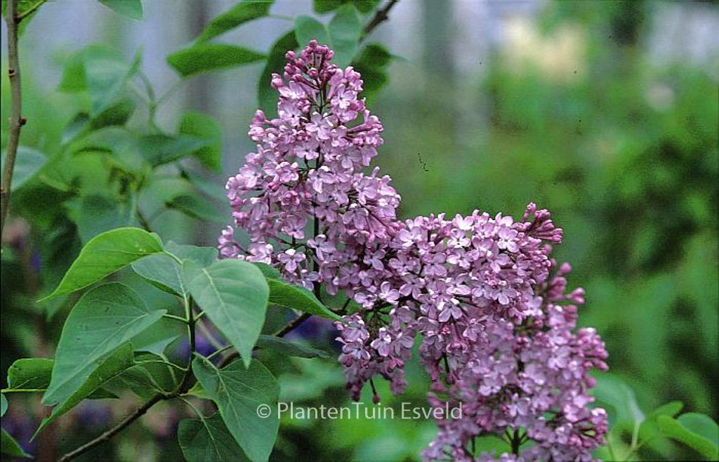 Syringa vulgaris ‚Decaisne‘