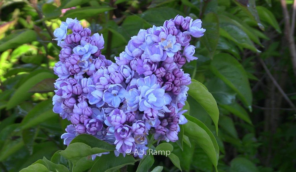 Syringa vulgaris ‚Drifting Dream‘