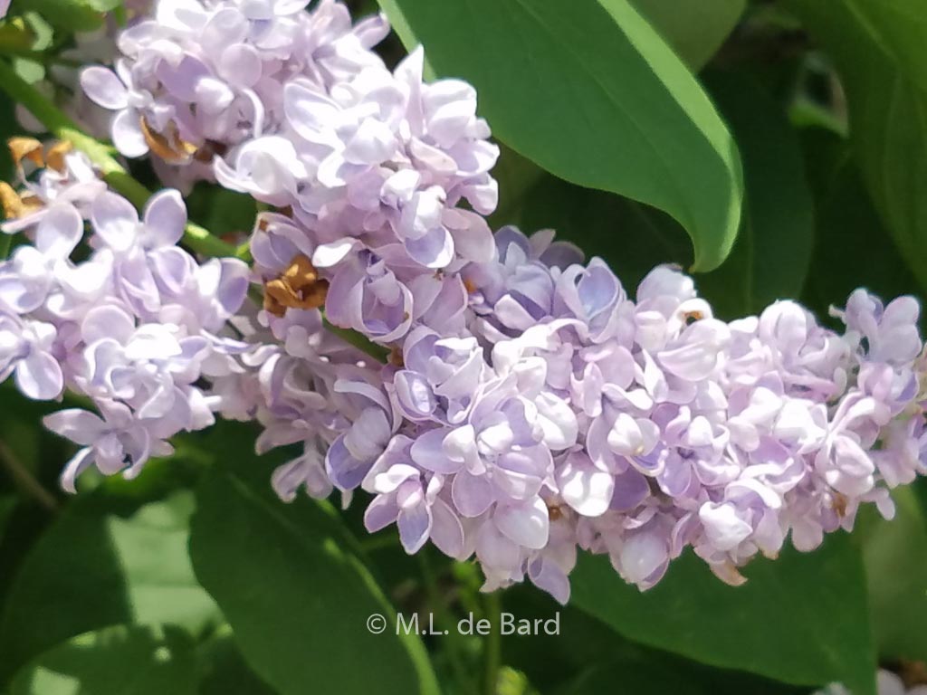 Syringa vulgaris ‚Emile Lemoine‘