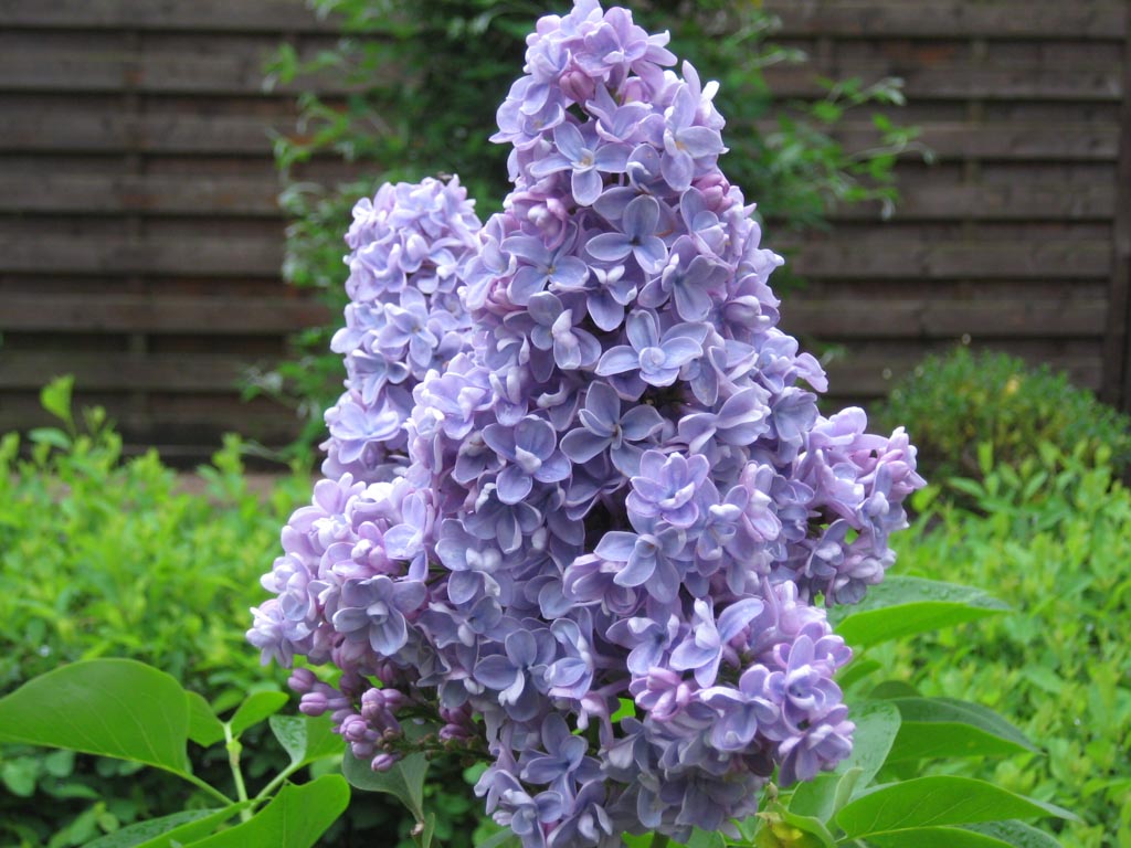 Syringa vulgaris ‚Evert de Gier‘ (CARPE DIEM)