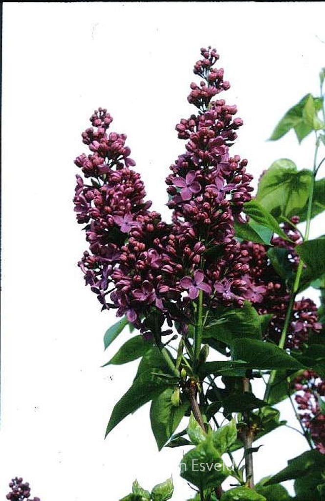 Syringa vulgaris ‚G.J. Baardse‘