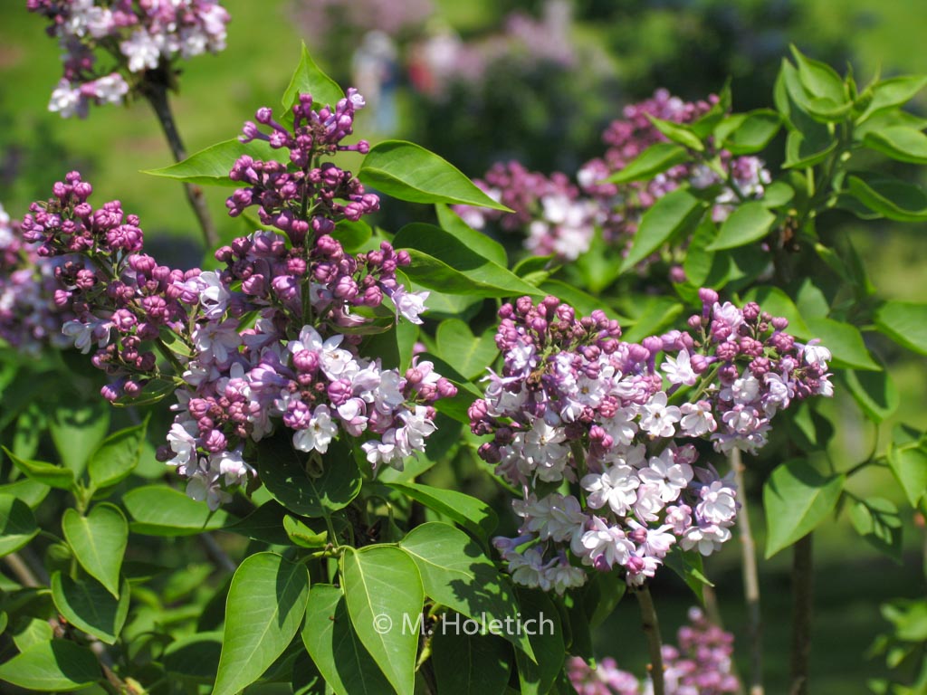 Syringa vulgaris ‚General Pershing‘