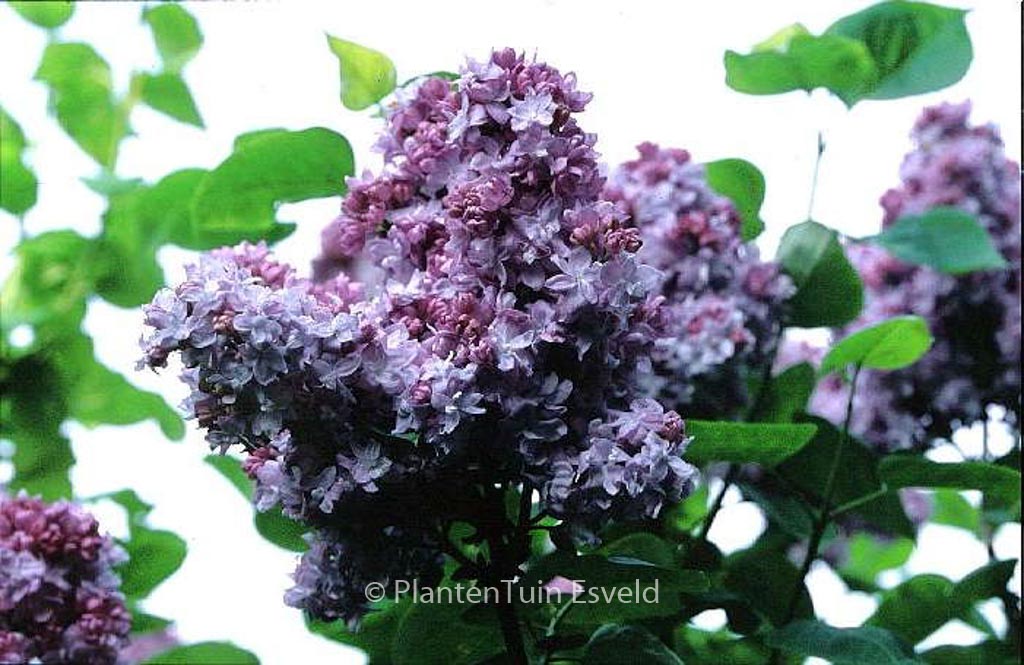 Syringa vulgaris ‚Katherine Havemeyer‘