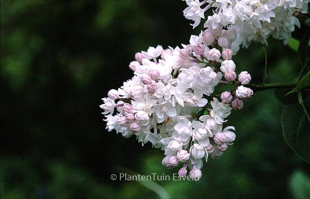 Syringa vulgaris ‚Krasavitca Moskvy‘ (BEAUTY OF MOSCOW)