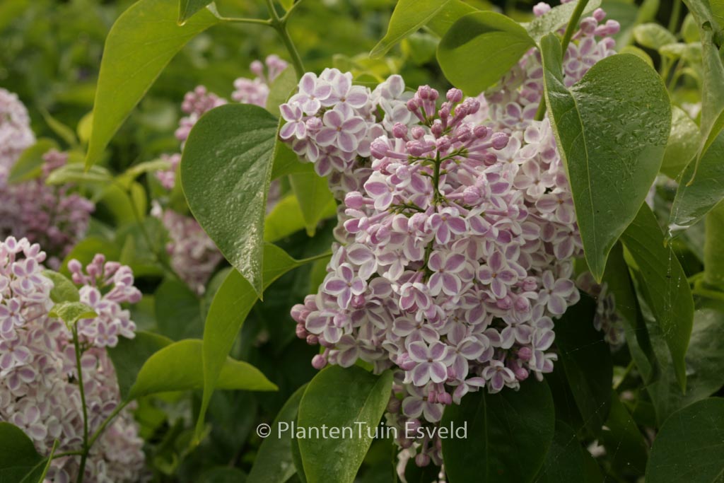 Syringa vulgaris ‚Lila Wonder‘