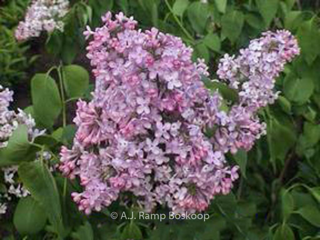 Syringa vulgaris ‚Lucie Baltet‘