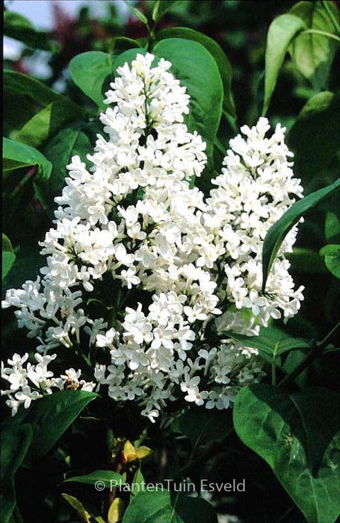 Syringa vulgaris ‚Marie Legraye‘