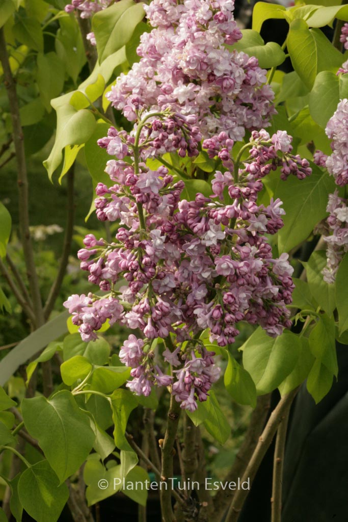 Syringa vulgaris ‚Michel Buchner‘