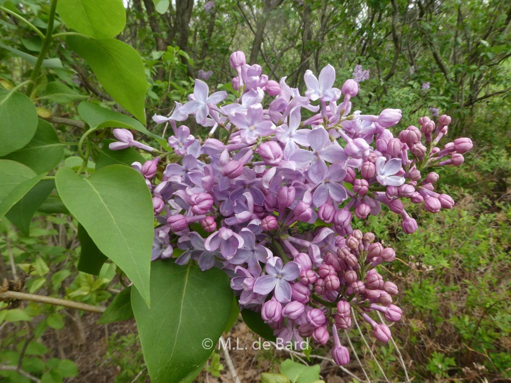 Syringa vulgaris ‚Mirabeau‘