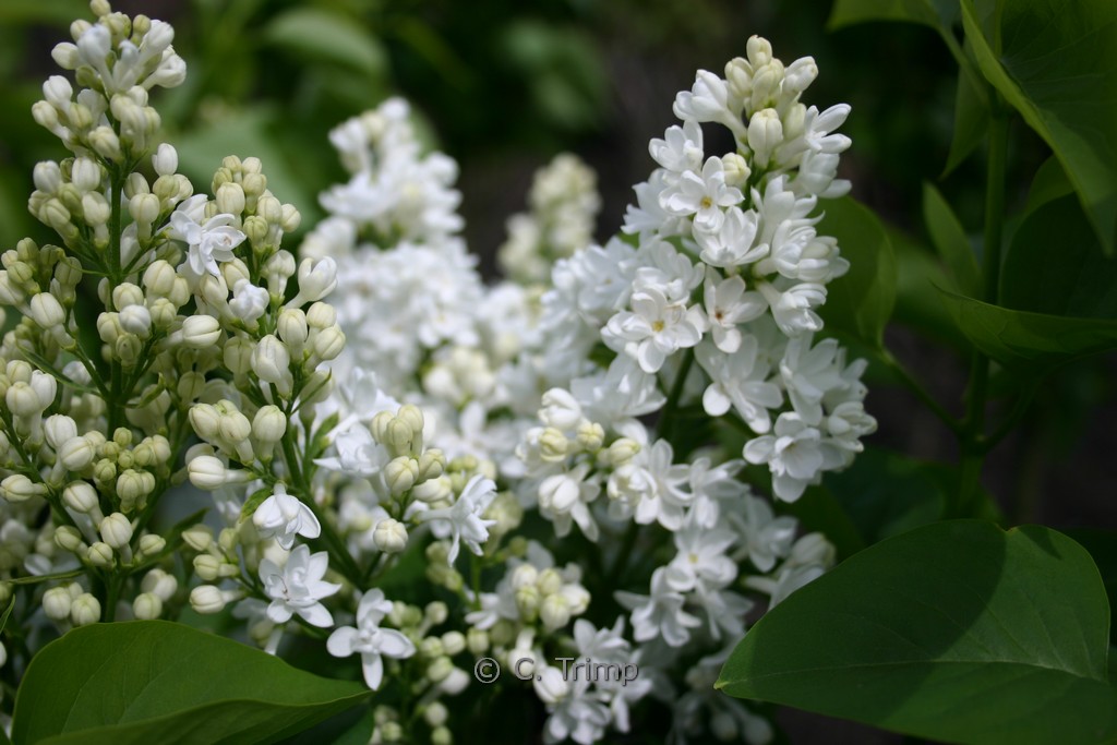Syringa vulgaris ‚Miss Ellen Willmott‘