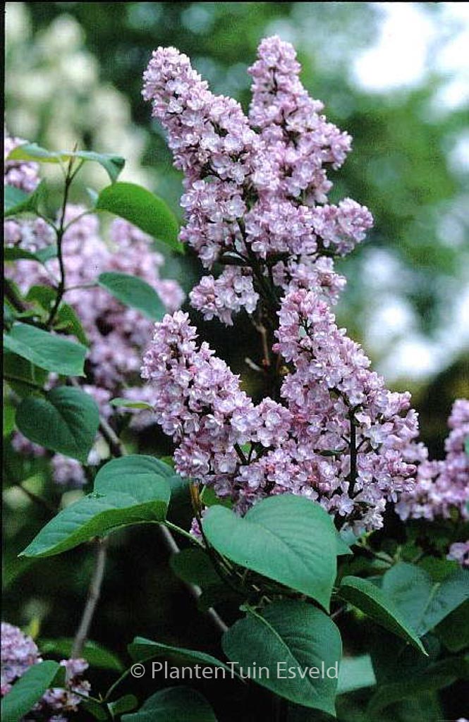 Syringa vulgaris ‚Mme Antoine Buechner‘